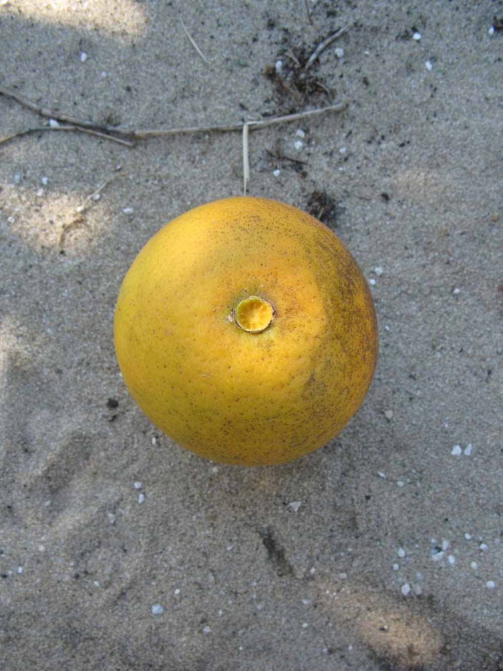            Fruit (Winter Haven, FL)   